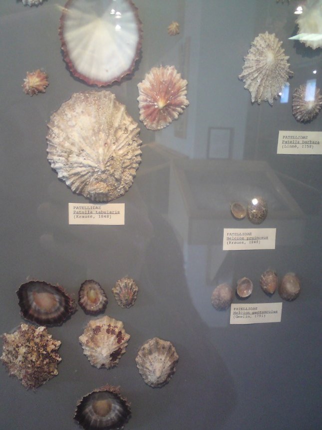 Some of the shells on display