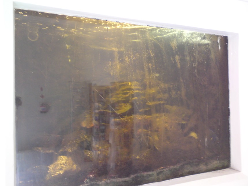 Fish Tank